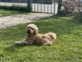 IMG_0586.jpeg