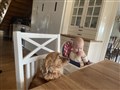 IMG_1985.jpeg