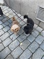 IMG_2187.jpeg