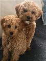 IMG_2531 (1).jpeg