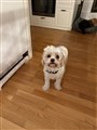 IMG_2668.jpeg