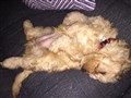 IMG_4429.jpeg