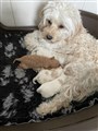 IMG_8009 3.jpeg