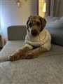 IMG_8397.JPEG