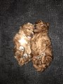 IMG_E0449.jpeg