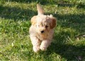 Evashundar Cavapoo